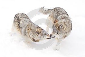 Timber wolves or grey wolves (canis lupus) playing in the snow on a winter day in Canada