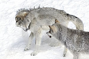 Timber wolves or Grey wolves Canis lupus on white background walking in the winter snow in Canada