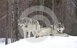 Timber wolves or grey wolves (Canis lupus) in the winter snow in Canada