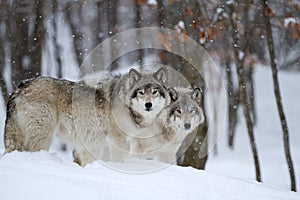 Timber wolves or grey wolves (canis lupus) in the winter snow in Canada