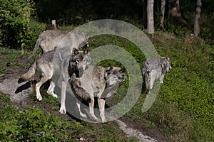 Timber wolves or grey wolves Canis lupus wolf pack standing together on a rocky cliff in autumn in Canada