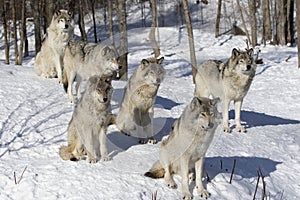 Timber wolves or grey wolves, timber wolf pack standing in the snow in Canada