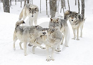 Timber wolves or grey wolves wolf pack isolated on white background playing in the winter snow in Canada