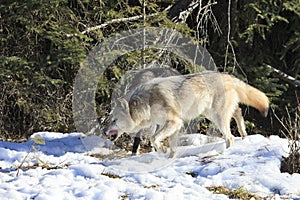 Timber wolves hunting by forest