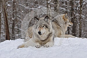 Timber Wolves