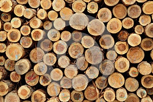 Timber yard