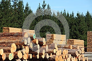 Timber yard and forest