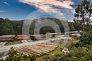 Timber yard and saw mill at Noojee, Gippsland, Victoria, Australia photo