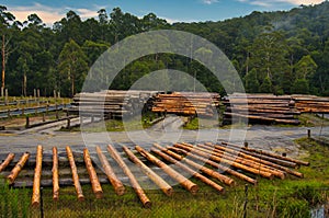 timber yard and saw mill at Noojee, Gippsland, Victoria, Australia photo