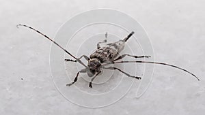 Timberman beetle on Floor