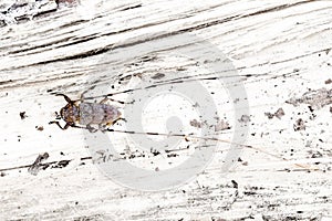 Timberman beetle, Timmerboktor, Acanthocinus aedilis