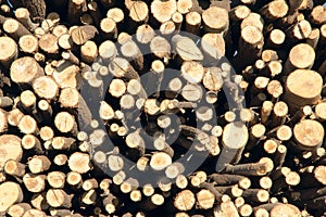 Timbers