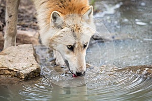 Timberwolf drinking in the forest