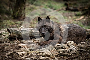 Timberwolf in the forest photo