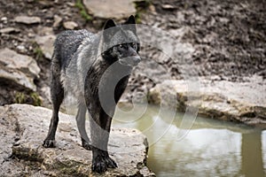 Timberwolf in the forest photo