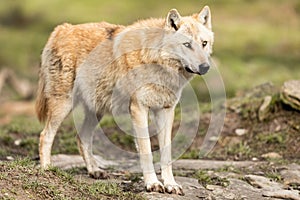 Timberwolf in the forest photo