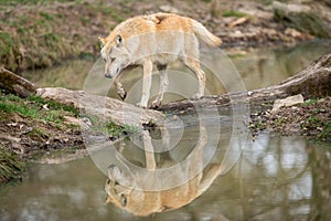 Timberwolf in the forest photo