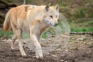 Timberwolf in the forest photo