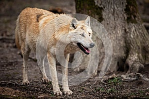 Timberwolf in the forest photo