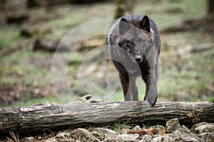 Timberwolf in the forest