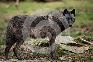 Timberwolf in the forest photo