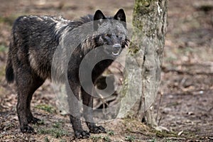 Timberwolf in the forest photo