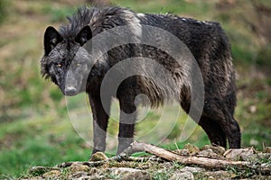 Timberwolf in the forest photo