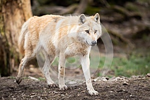 Timberwolf in the forest photo