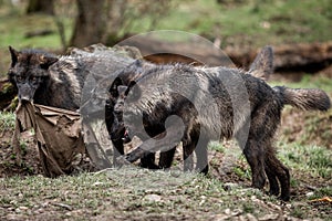 Timberwolf playing in the forest