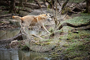 Timberwolf running in the forest