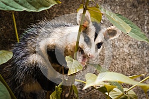 Possum