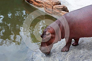 Hippopotamus - Bathing Time!
