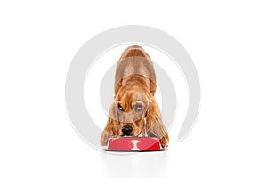 Time for food. Adorable, cute, purebred dog, English cocker spaniel standing near bowl and waiting for food isolated on