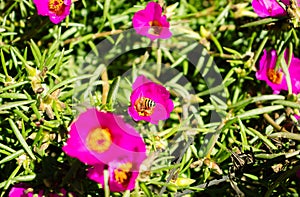 Time Fool Flower plus a Bee III photo