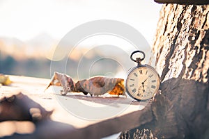 Time goes by: vintage watch outdoors; wood and leaves