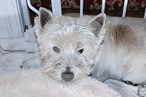 Time for the groomers - Dirty Westhighland White Terrier dog lying on bed by dog gate