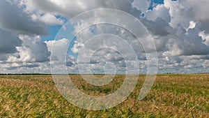 Time laps landscape of wheat field at harvest