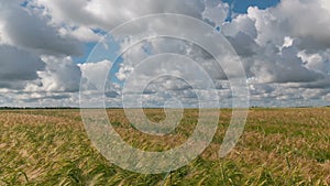 Time laps landscape of wheat field at harvest