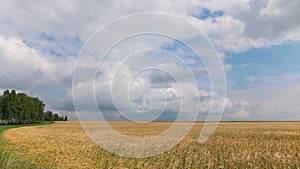 Time laps landscape of wheat field at harvest