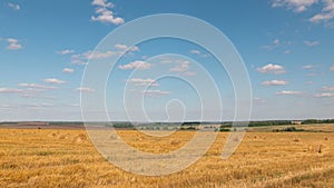 Time laps landscape of wheat field at harvest