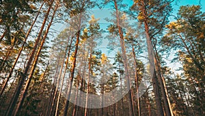 Time lapse Autumn Forest At Sunset. Timelapse. Beautiful Sun Sunshine In Sunny Autumn Coniferous Woods. Sunlight Sunrays