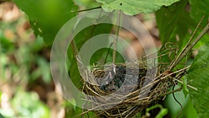 Time lapse of Baby bird in the bird`s nest The bird is waiting mother to feed with hunger.