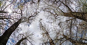 time lapse of bare crowns and clumsy branches of huge oak trees growing in blue sky in sunny day with clouds