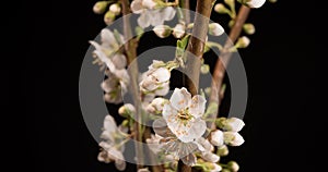 Time lapse of a beautiful plum flowers