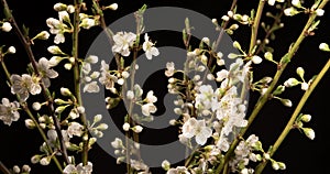 Time lapse of a beautiful plum flowers on black background