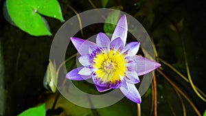 Time lapse of beautiful purple water lily open and close in a pond.