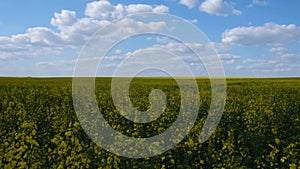 Time Lapse of Beautiful Rapeseed Flowers Against the Bluet Vitch Witte Clouds.