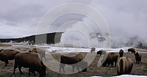 Time-lapse bison and Old Faithful, Yellowstone National Park