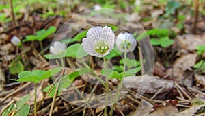 Time lapse blooming flower in the spring.