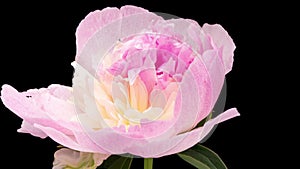 Time Lapse of blooming pink peony